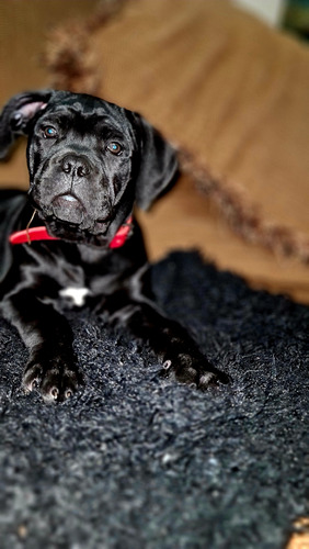 Cane Corso Negro De 2 Meses.