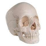 Cráneo Desarmable Medicina Anatomía Odonto Osteopatía Cr14p