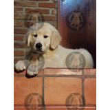 Cachorros Golden Con Libreta Sellada Y Numero De Matricula!,