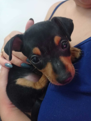 Lindos Filhotes De Pinscher Zero Miniatura A Pronta Entrega