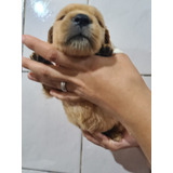 Filhotes De Golden Retriever Fêmea Com 3 Meses 