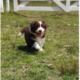 Reserva  Cachorra/o  Border Collie Chocolate 