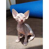 Gata Hembra Esfinge Sphynx Blue