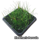 Eleocharis Parvula Planta Lowtech Carpete Aquário Plantado