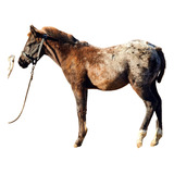 Potrillo Appaloosa