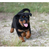 Perros Rottweiler Con Pedigree Cachorros Disponibles Puppy