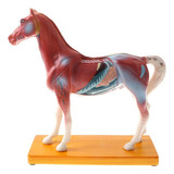 Modelo De Cavalo Animal Anatômico: 114 Pontos Foram Mostrado