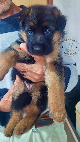 Cachorros Ovejero Aleman