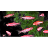 10 Peixes Paulistinha Rosa, Coloração Intensa E Com Saúde Rj