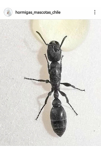 Hormiga Reina Pseudomyrmex Lynceus (hormiga Avispa) Criadero