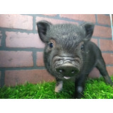 Minipig Mini Pig Mini Pigs Minipigs