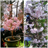 2 Cerezos Sakuras (shogetsu Y Yamasakura)