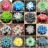 150 Semillas Suculentas Haworthia Cooperi + Abono