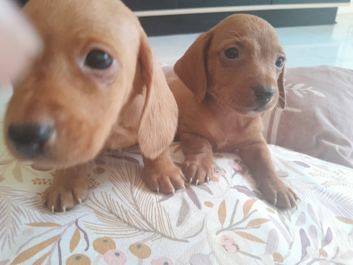 Salchichas Cachorros Mini 