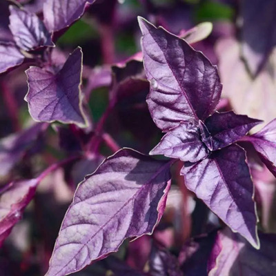 Semillas Albahaca Hortaliza 200+ Morada Dark | MercadoLibre