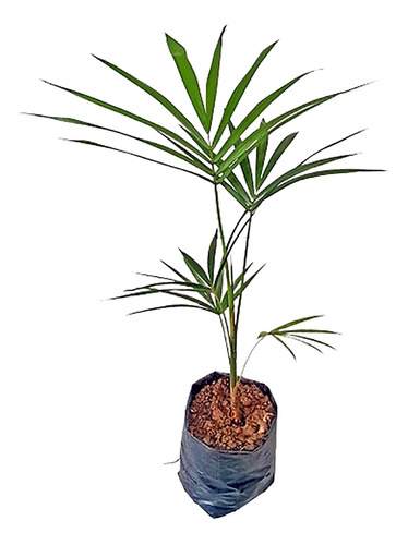 Palmeira Jussara - Palmito Jussara - 20 Mudas (até 15cm)