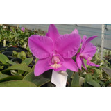 Cattleya Nobilior Rafaela X Lori