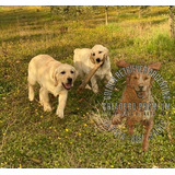 Labrador Cachorros Puros Y Robustos, Estamos En La Plata--