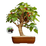 Bonsai De Amora Com Frutos 7 Anos Fertilizada Com Vaso 