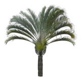 Semillas De Palmera Triangular, Dypsis Decaryi - Pack 10ud