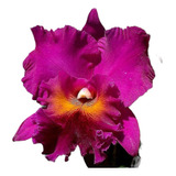 Orquidea Cattleya Bordo Roxa Flores Grandes - Vaso Inteiro