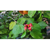 Árbol De Majagua Verde ( Hibiscus Elatus ) Más Semillas  