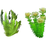 Kit Limnophila + Rabo De Raposa Aquario Plantado - 10 Mudas