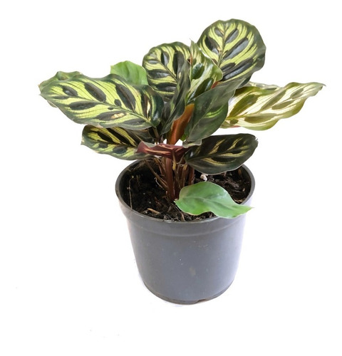 Calathea Papelito, Plantas Miniatura, Plantas De Interior