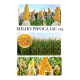 Milho Pipoca Hibrido Iac 125 - 1 Kg De Sementes Para Plantio