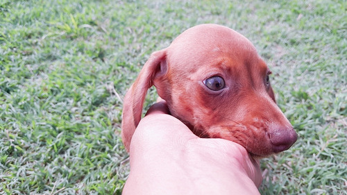 Salchicha Dachshund Hembra-macho.