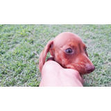 Salchicha Dachshund Hembra-macho.