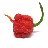 Semillas Carolina Reaper X10 Super Picante Record Mundial