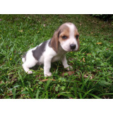 Beagle Machinhos Belos Filhotes