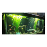 Acuario De 380 Litros ( 150x65x40 Cm) Con Vidrios De 10mm