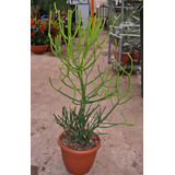 Árbol Desnudo ( Euphorbia Tirucalli ) Más Semillas  