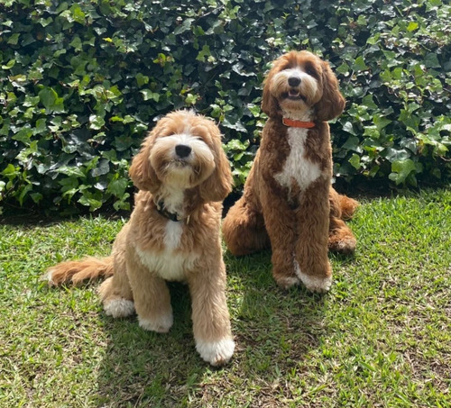 Cachorros Goldendoodle Multigeneracionales 