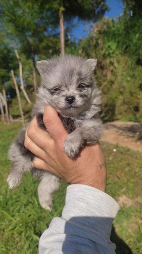 Cachorros Pomerania Mini Merle Medellín Bogota Cali Pereira