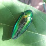 Escarabajo Verde Joya Disecado Antiguos Estudios Coleccion