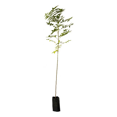Neem Arbolitos De 2 Mts - Muchas Propiedades Benéficas | Meses sin interés