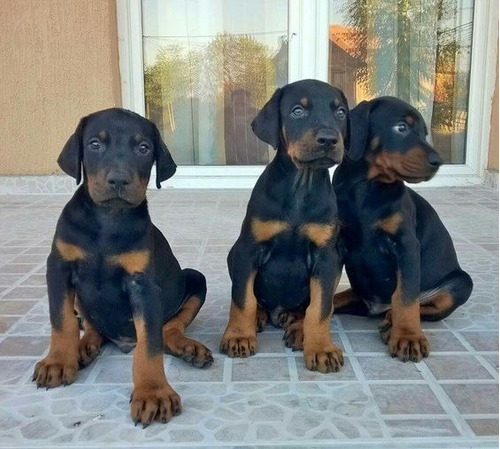 Cachorro Doberman Perrito Doverman Puppy Dobermen Cachorrito