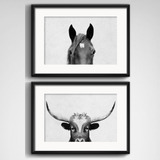 2 Quadros Cavalo Boi Preto Branco Decoração Agro Paspatur