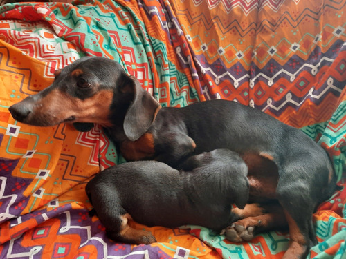   Salchicha Cachorromacho Negrojuego Kanichenteckel Laserena