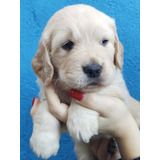 Golden Retriever Filhote Macho Legítimo Com Pedigree 