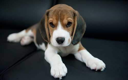 Cachorro Beagle Tricolor 001