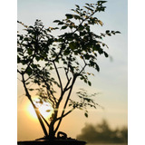 Bonsai Árbol Meditación Paz Y Estabilidad, Salud Emocional