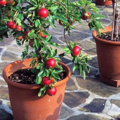 Granada Enana Produccion 3 Meses Rapida  + Abono | Envío gratis