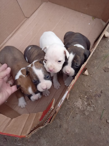 Cachorro Boxer