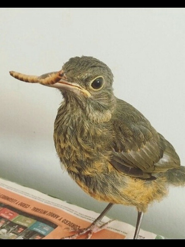 Zophobas Mini X 100 Tamaño Tenebrio Alimento Vivo Gecko Aves