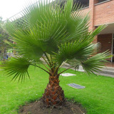 30 Sementes De Palmeira Leque Washingtonia Robusta P/ Mudas