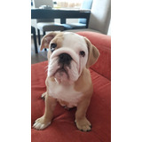 Cachorros Bulldog Ingles 